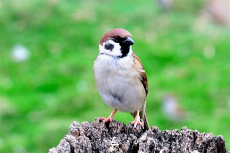 麻雀會築巢嗎|【麻雀祕密】麻雀真的變少了？「害鳥」其實是誤會？成群結隊卻。